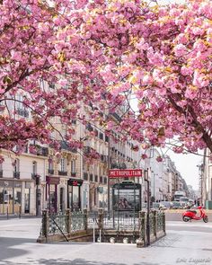 Cherry Blossoms in P
